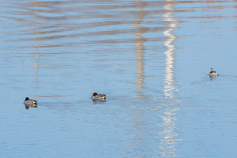 25년 첫 탐조_32.jpg