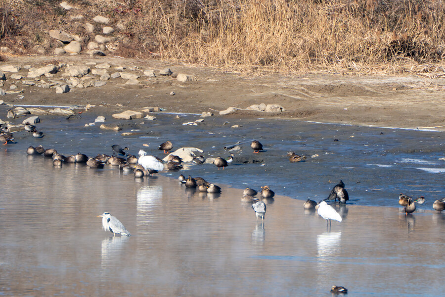 25년 첫 탐조_35.jpg