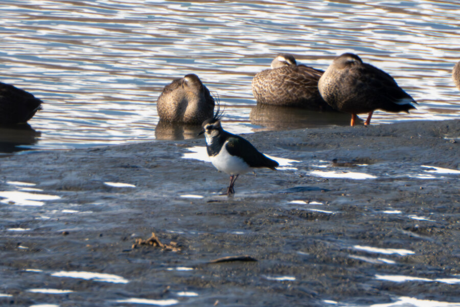 25년 첫 탐조_37.jpg