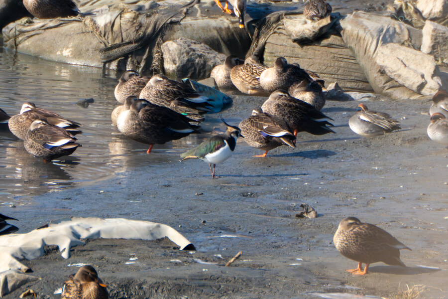 25년 첫 탐조_39.jpg