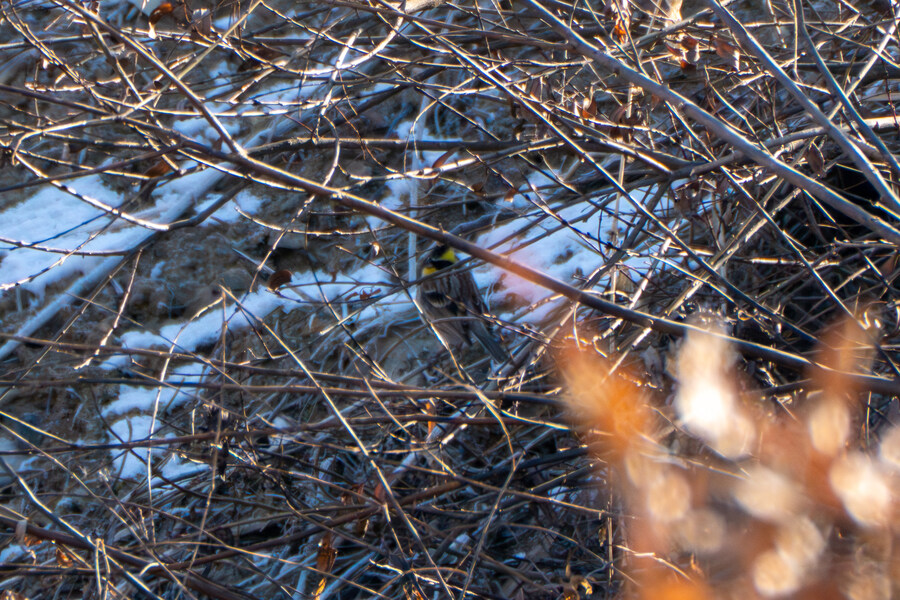 25년 첫 탐조_40.jpg