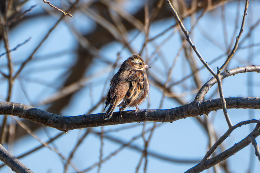 25년 첫 탐조_44.jpg