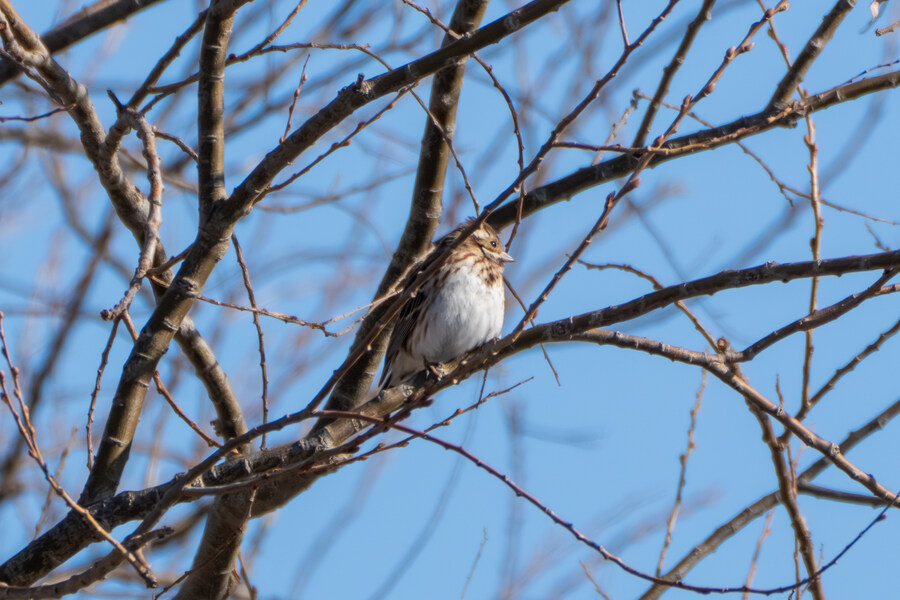 25년 첫 탐조_45.jpg