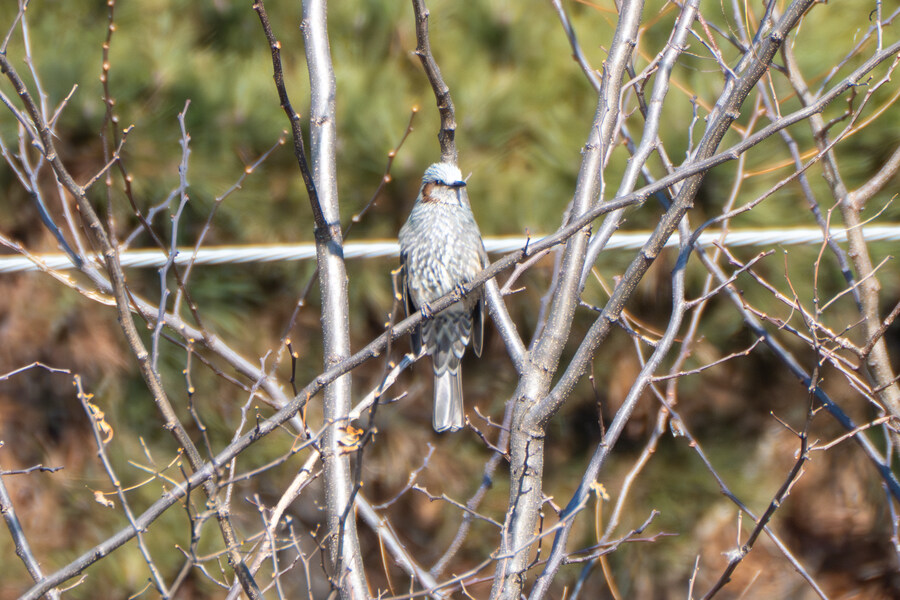 25년 첫 탐조_50.jpg