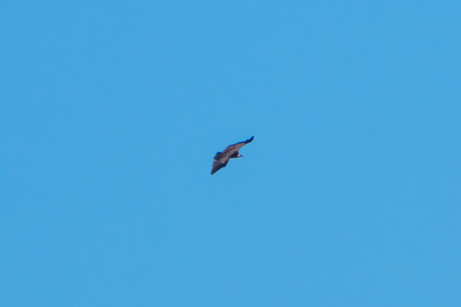 25년 첫 탐조_54.jpg