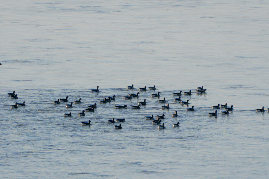 25년 첫 탐조_66.jpg