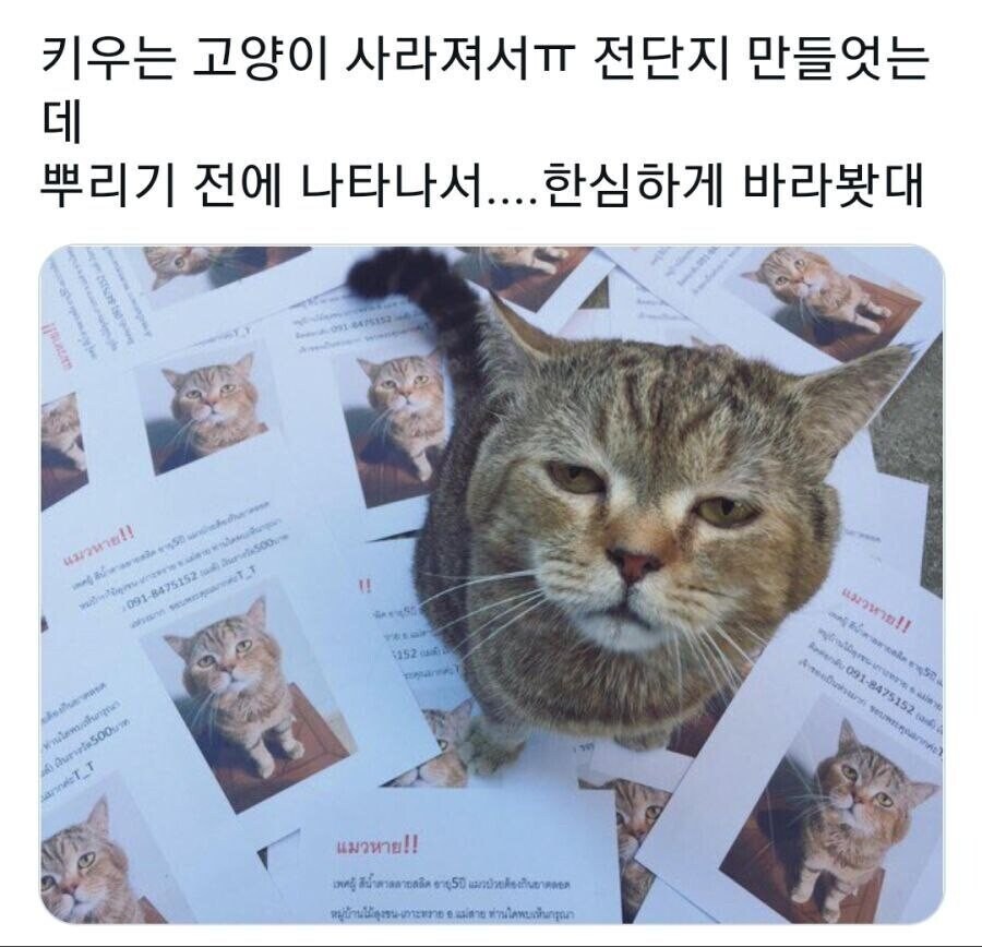 고양이 사라져서 찾는 전단지 만들었는데.jpg_1.jpg