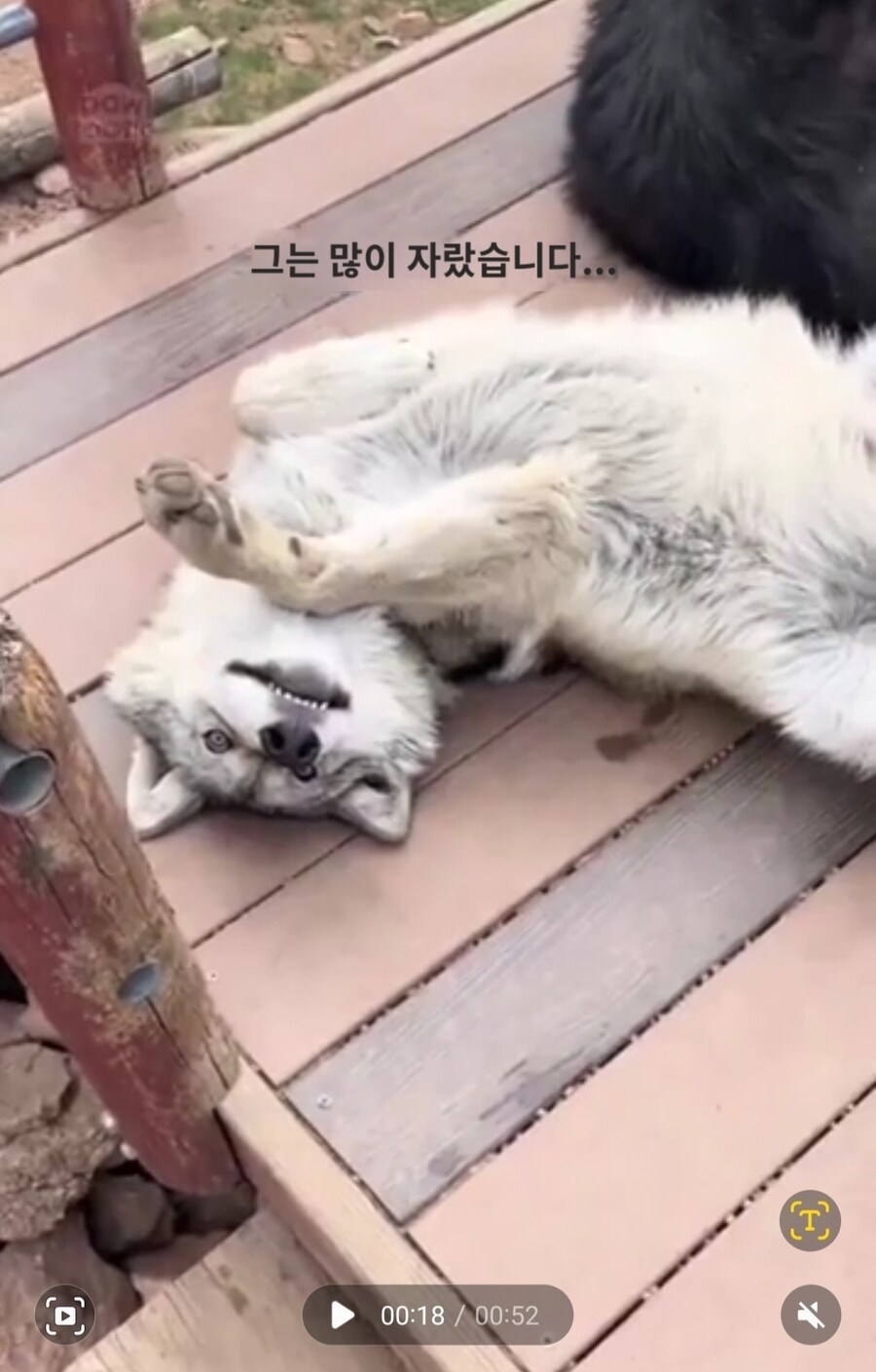 실수로 늑대를 키웠다는 외국인썰_6.jpg