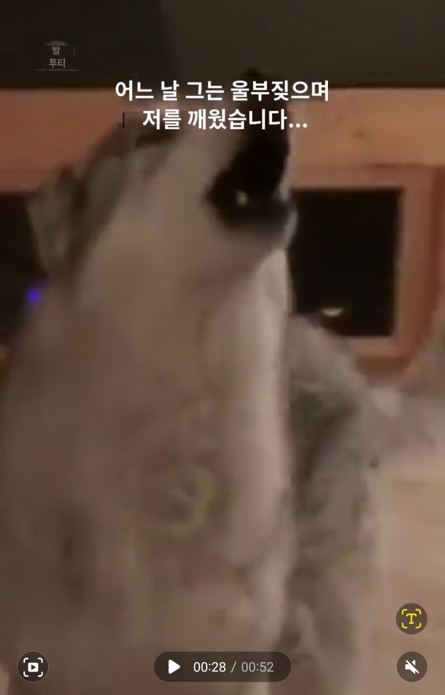 실수로 늑대를 키웠다는 외국인썰_9.jpg