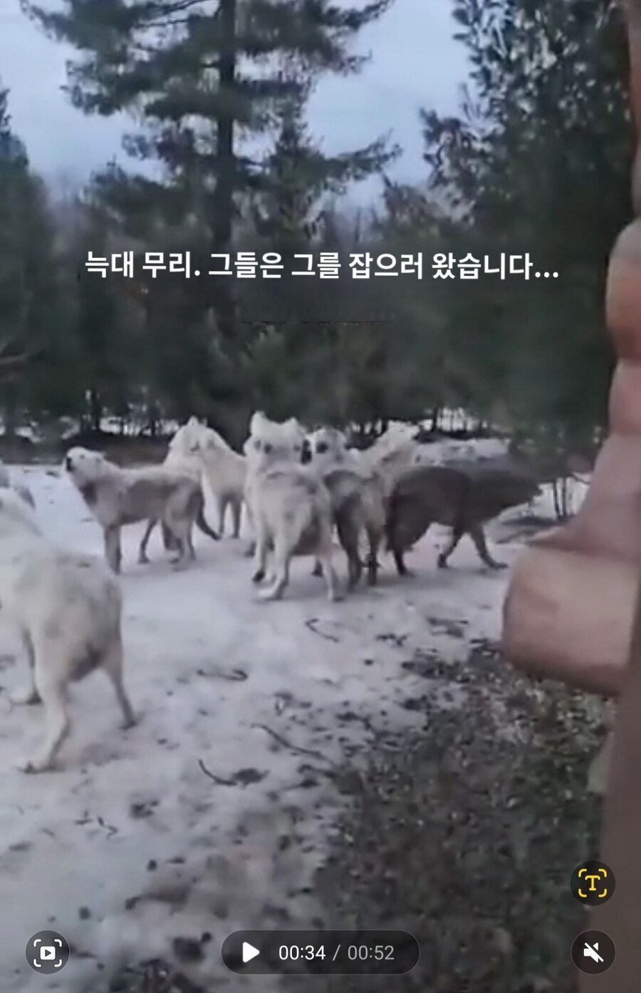 실수로 늑대를 키웠다는 외국인썰_10.jpg