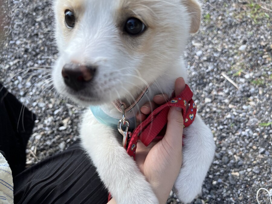 강아지 처음 키워본 엄마가 매일 목욕시킴.x_2.jpg