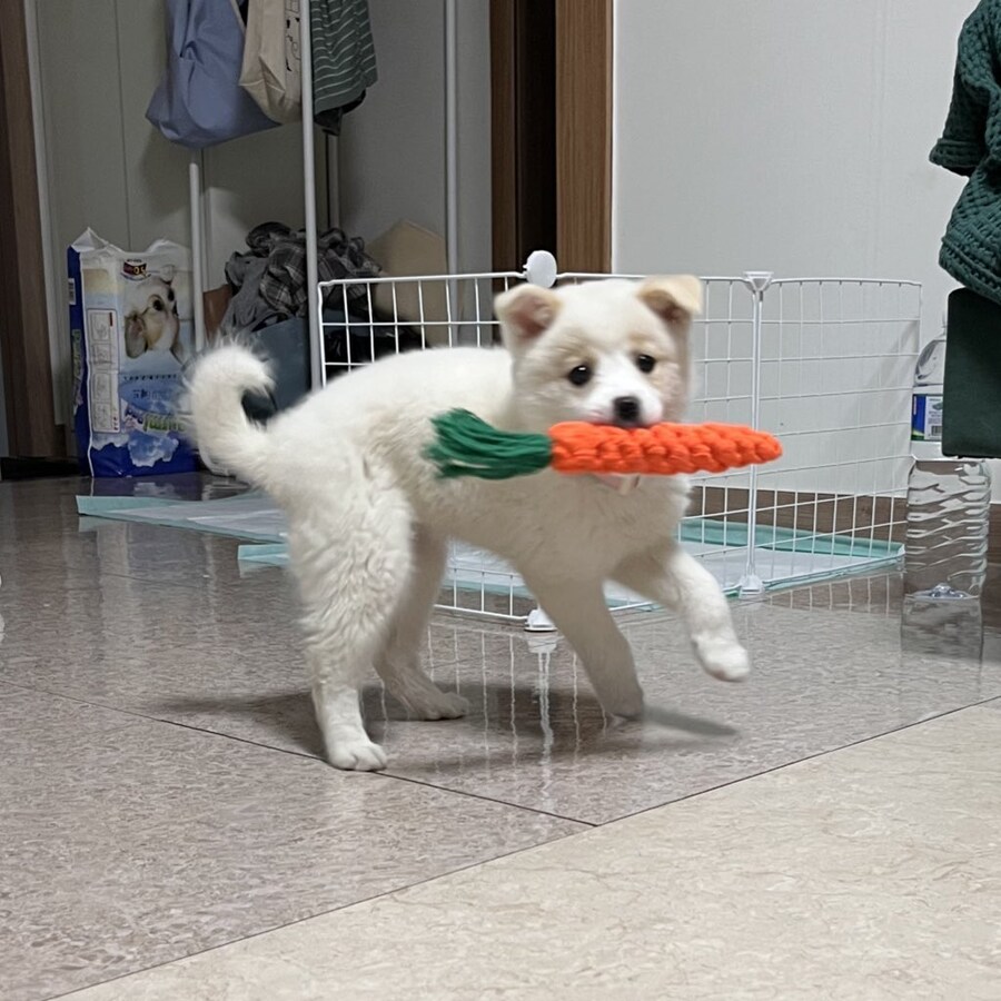 강아지 처음 키워본 엄마가 매일 목욕시킴.x_3.jpg