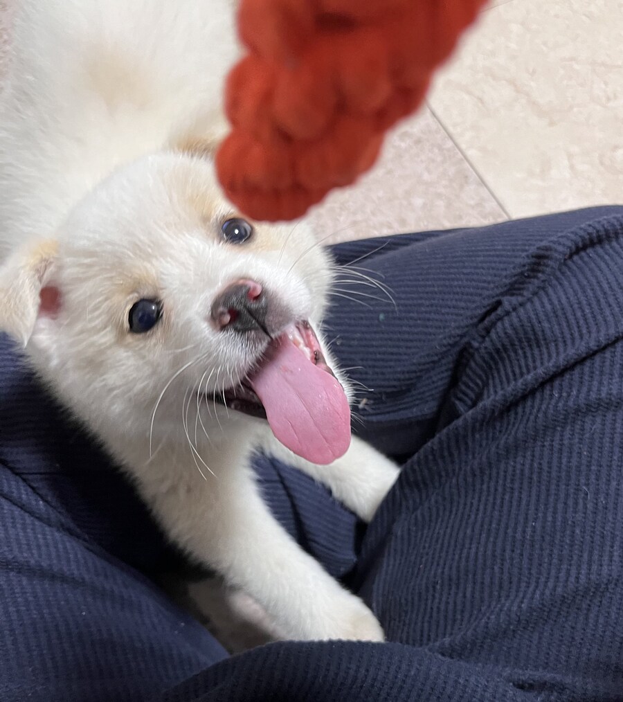 강아지 처음 키워본 엄마가 매일 목욕시킴.x_5.jpg