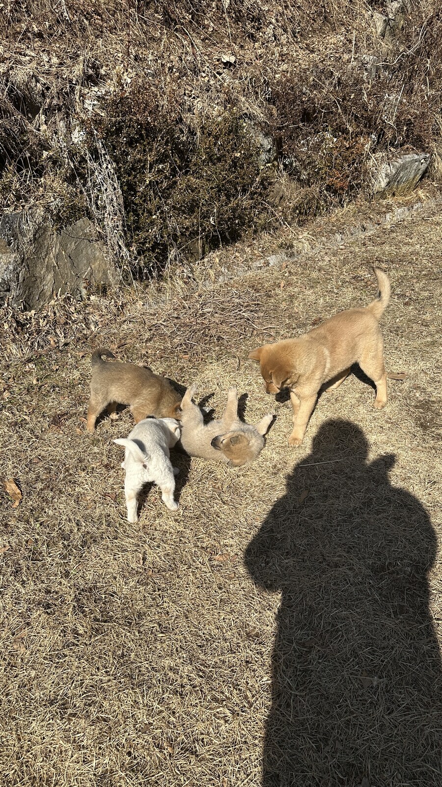 장인장모님댁에 왔더니 강아지식구들이 늘었어요 ㄷㄷ_1.jpg