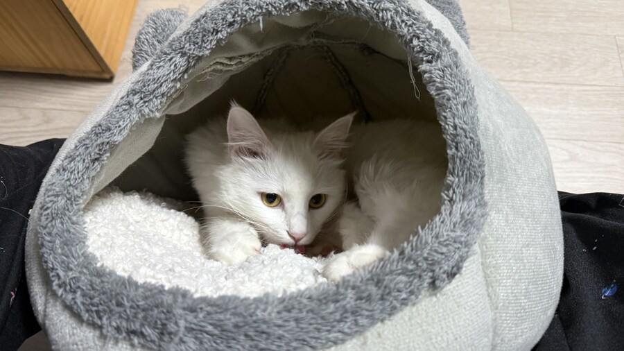 고양이가 출근하지말라네_9.jpg