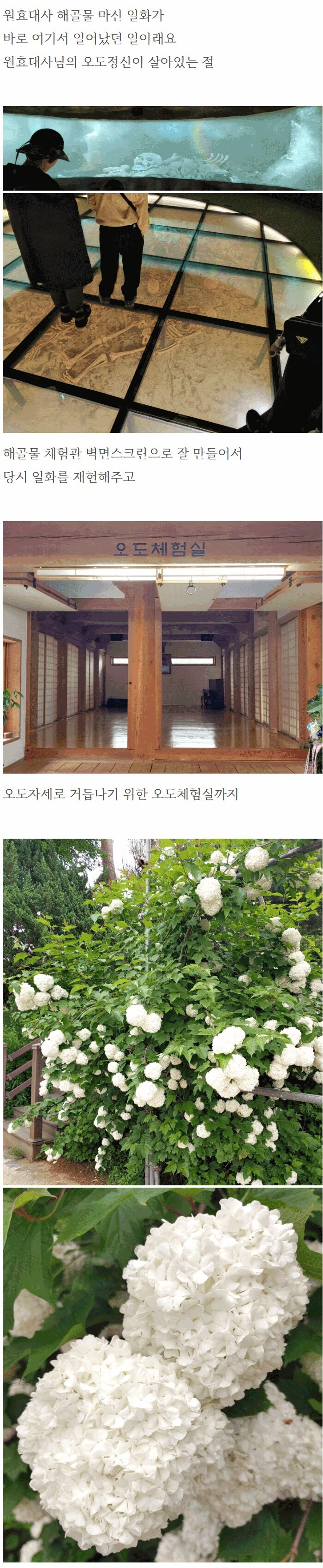 석가탄신일에 절가서 비빔밥 얻어먹은 사람.jpg_3.jpg