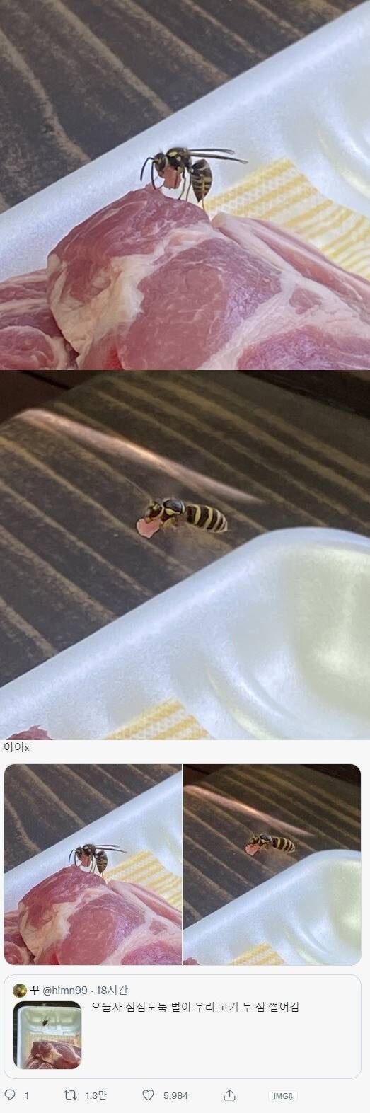 고기 훔쳐가는 말벌_1.jpg