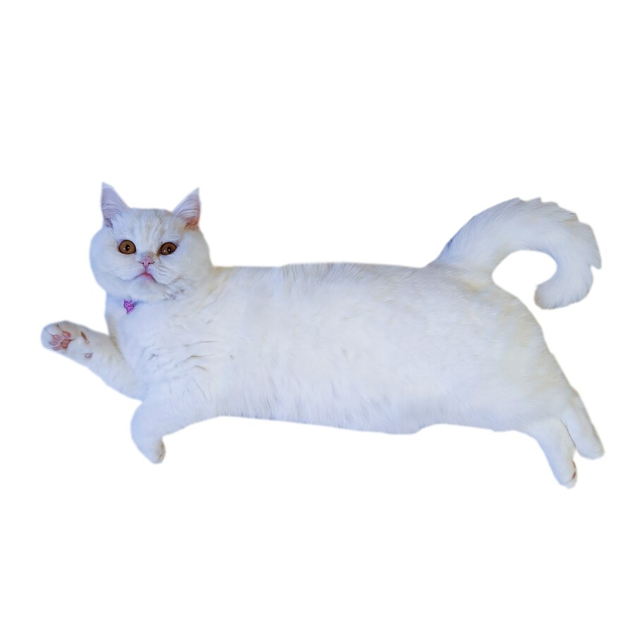 [반다이 가샤폰]피라후 일당 완전 세트_26.png