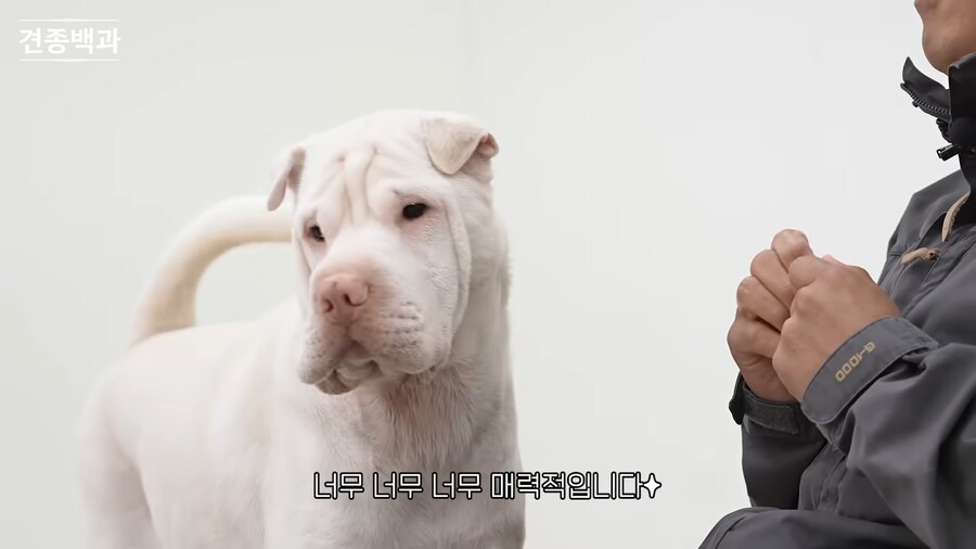 강형욱이 보기 힘들다는 개_7.png