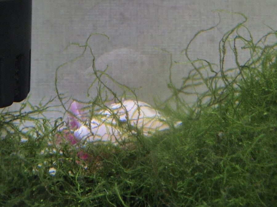 수조)숨어있는 부시_1.jpg