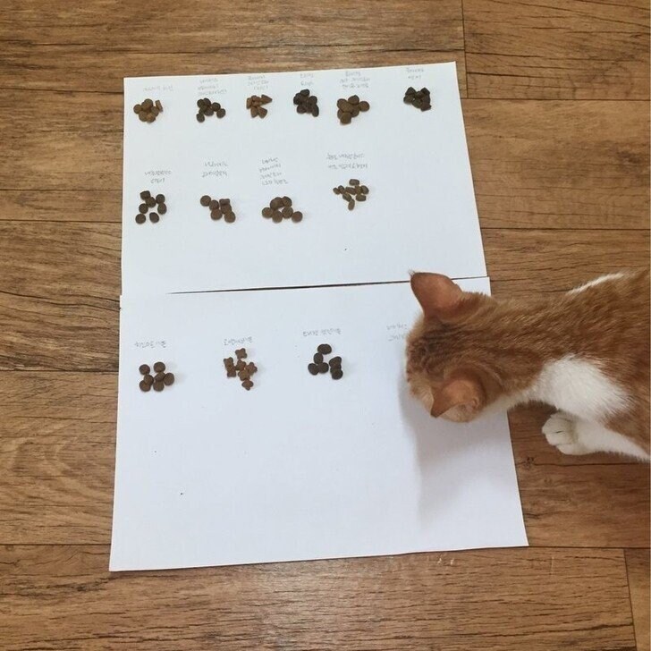 고양이 사료 선호도 실험.jpg_1.jpg