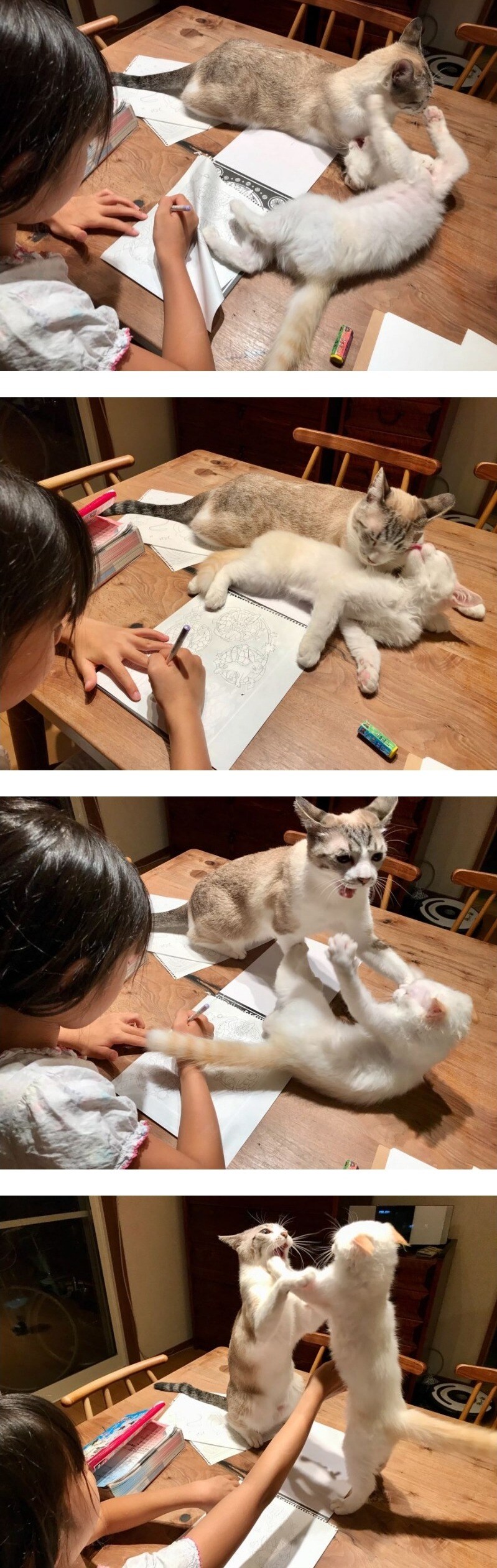 고양이가 자꾸 싸워서 숙제를 못했어요_1.jpg