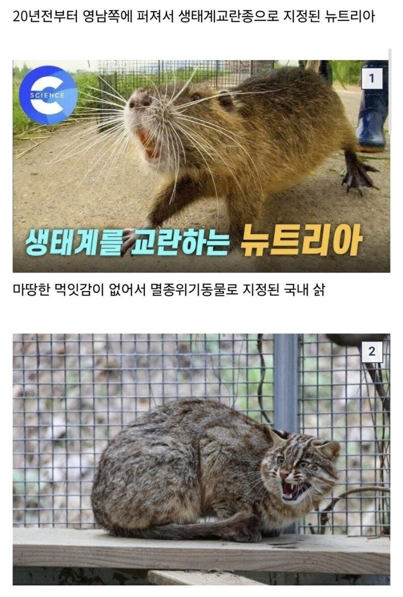 뉴트리아가 생태계에 도움됨_1.jpg