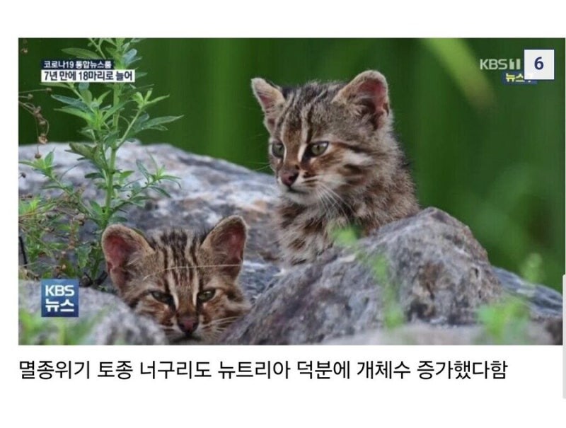 뉴트리아가 생태계에 도움됨_3.jpg