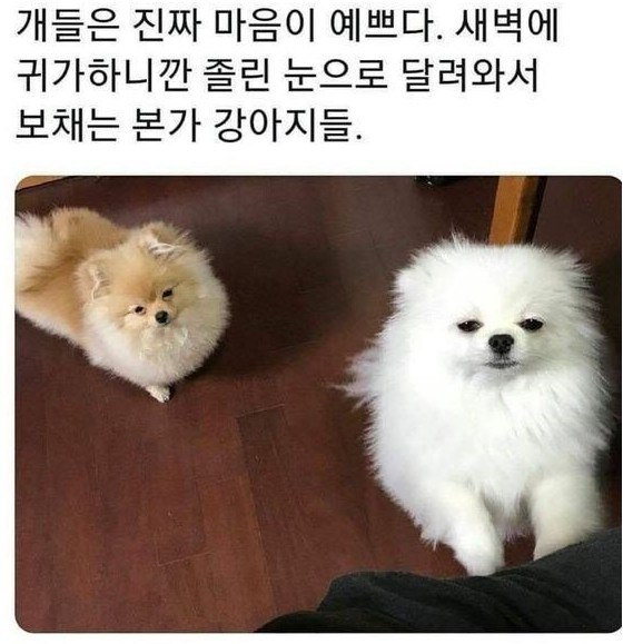 졸려도반갑개_1.jpg