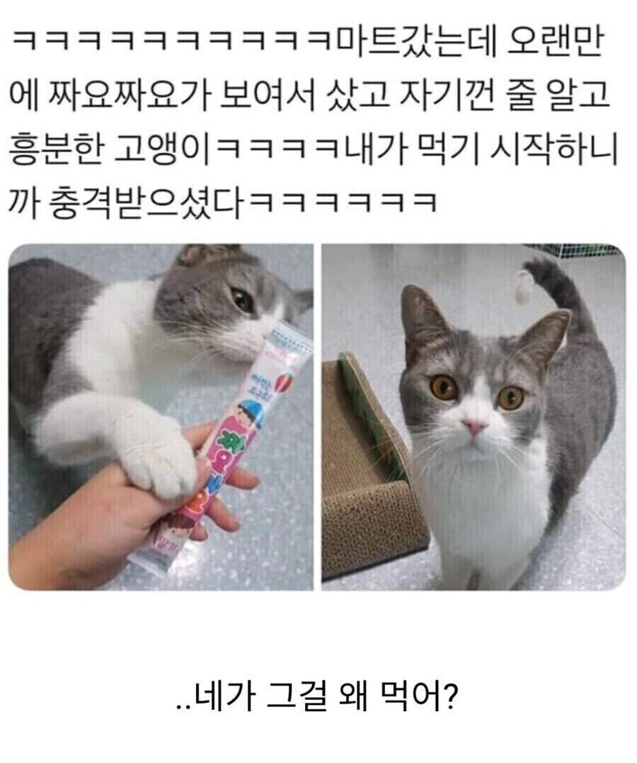 고양이앞에서 짜요짜요를 먹어봤다.jpg_1.jpg