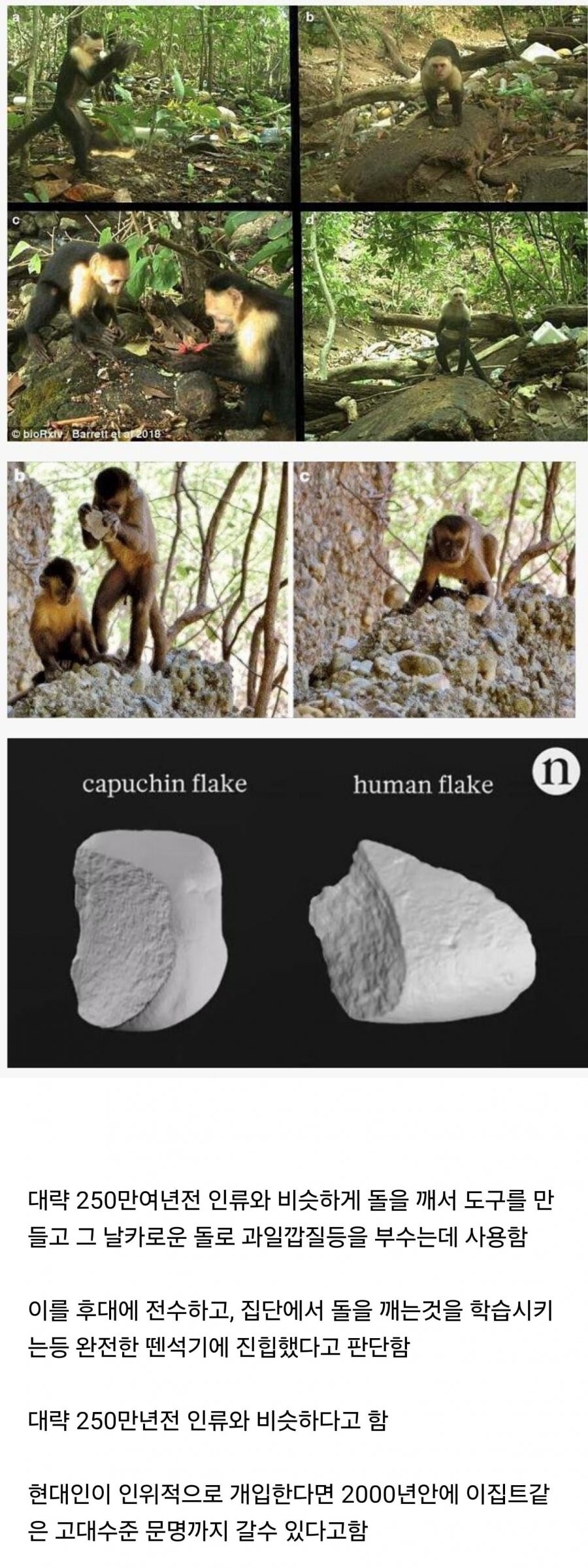 난리난 원숭이 근황.jpg_1.jpg