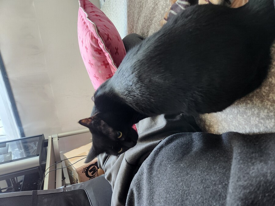 목욕시킨 고양이의 털은 ..._2.jpg