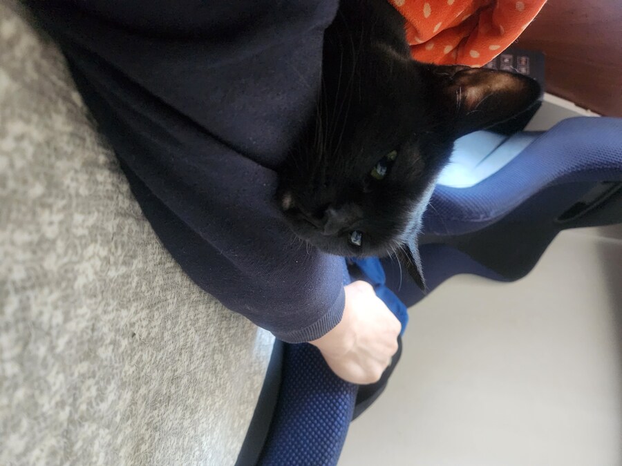 목욕시킨 고양이의 털은 ..._6.jpg