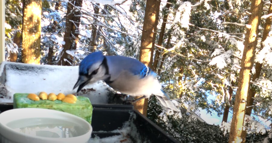 물에 빠진 땅콩을 건져 먹으려던 새_1.png