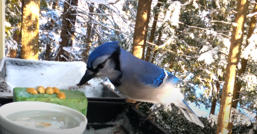 물에 빠진 땅콩을 건져 먹으려던 새_4.png