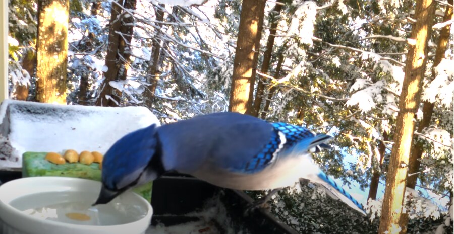 물에 빠진 땅콩을 건져 먹으려던 새_5.png