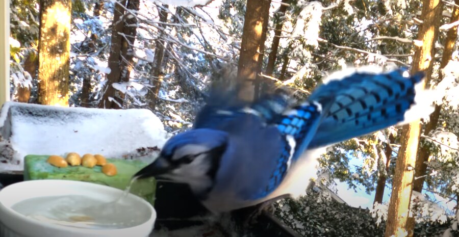 물에 빠진 땅콩을 건져 먹으려던 새_7.png