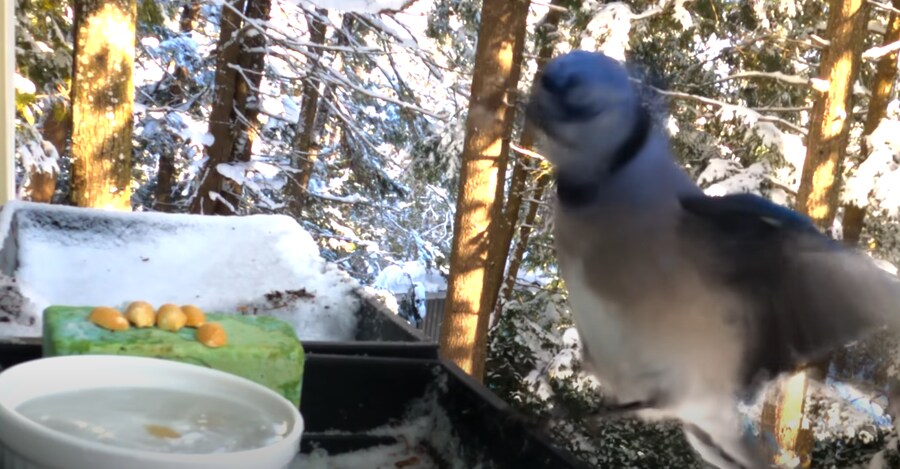 물에 빠진 땅콩을 건져 먹으려던 새_9.png