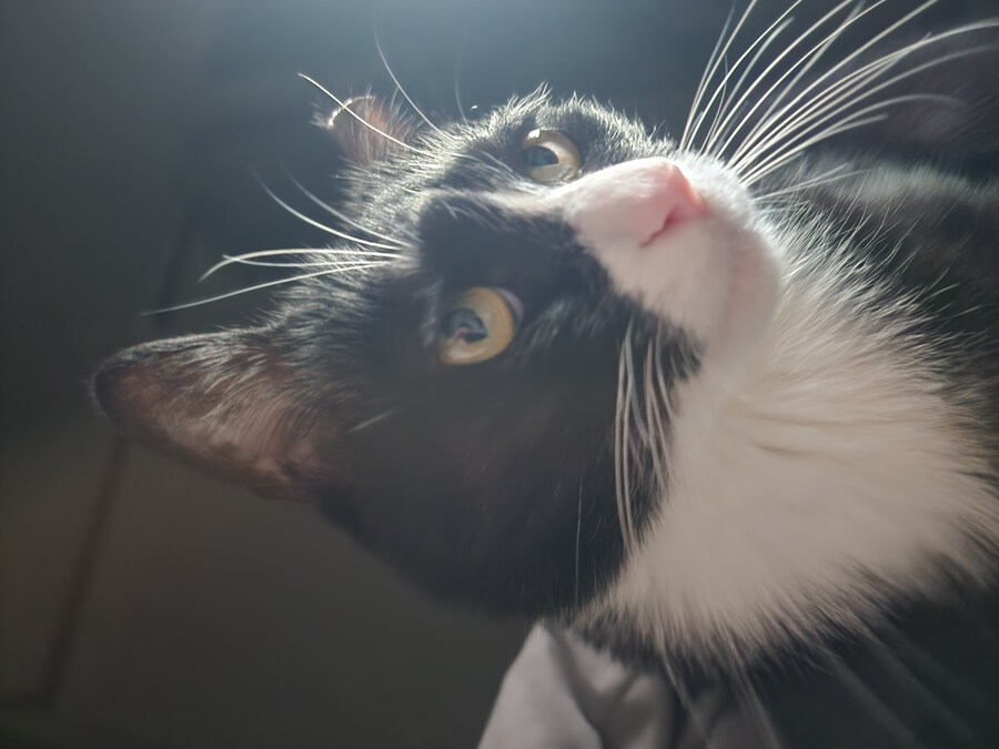 우리집 고양이 보고 출근해_2.jpg