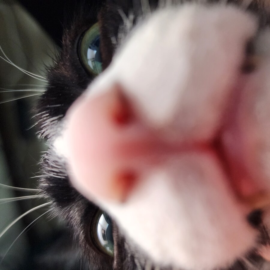 우리집 고양이 보고 출근해_3.jpg