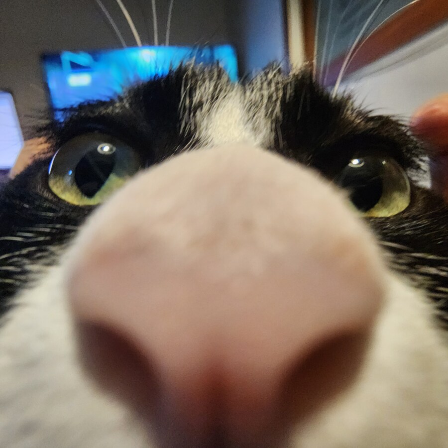 우리집 고양이 보고 출근해_7.jpg