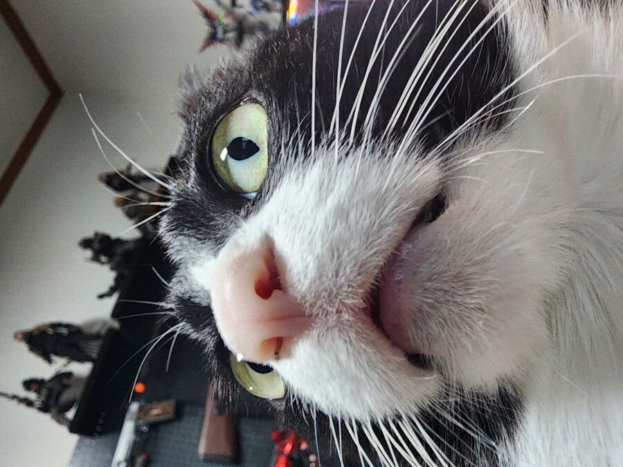 우리집 고양이 보고 출근해_8.jpg