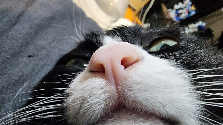 우리집 고양이 보고 출근해_10.jpg