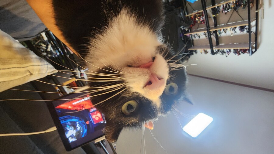 우리집 고양이 보고 출근해_11.jpg