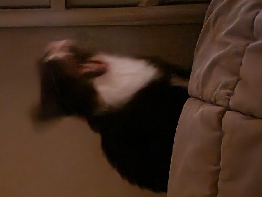 우리집 고양이 보고 출근해_18.jpg