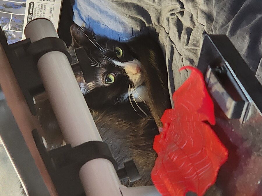 우리집 고양이 보고 출근해_20.jpg