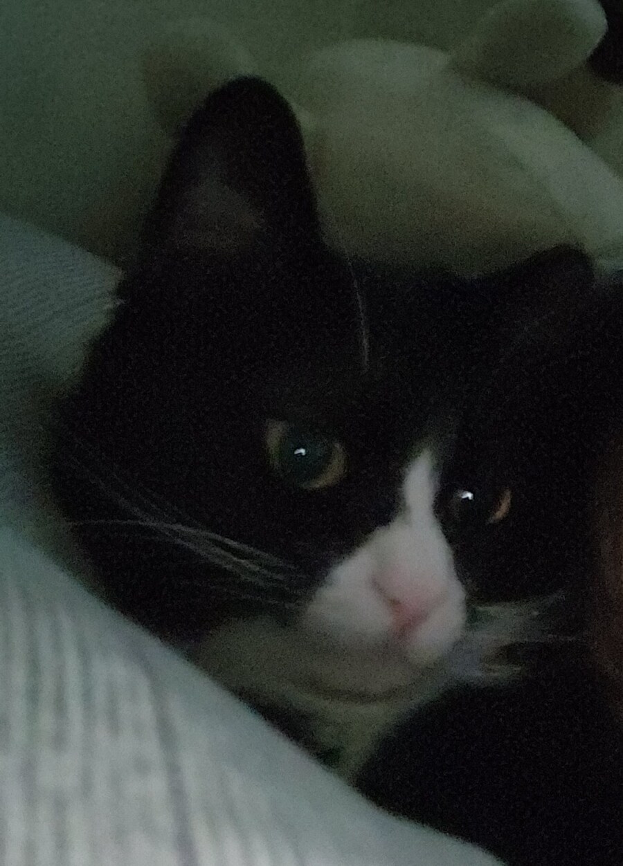 우리집 고양이 보고 출근해_21.jpg