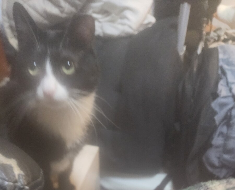 우리집 고양이 보고 출근해_22.jpg