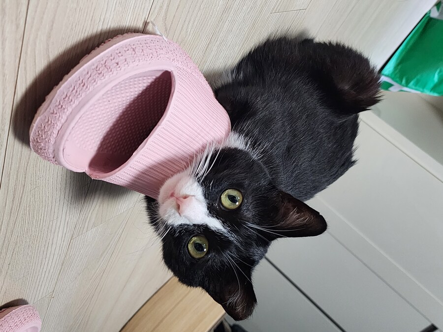 우리집 고양이 보고 출근해_27.jpg