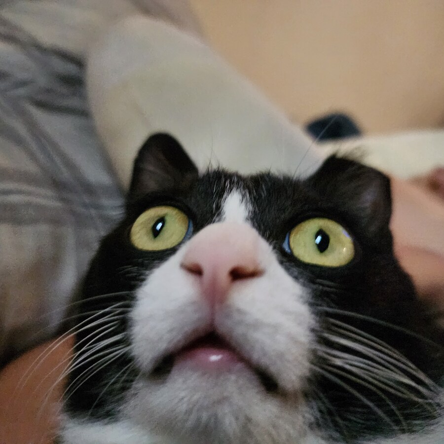 우리집 고양이 보고 출근해_28.jpg